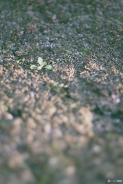 芽吹