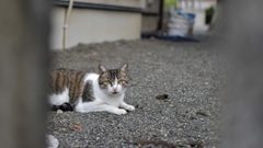猫を覗く時、猫もまたこちらを