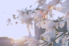 お花