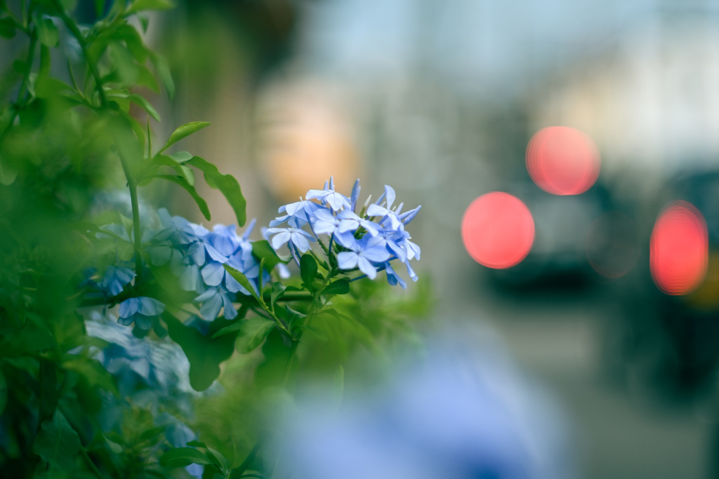 オールドレンズとみる景色