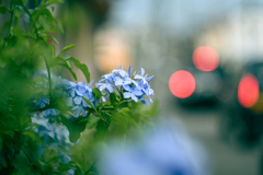 オールドレンズとみる景色