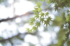 オールドレンズとみる景色③