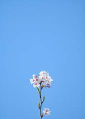 ひと枝