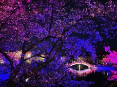 夜桜