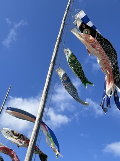 鯉のぼり