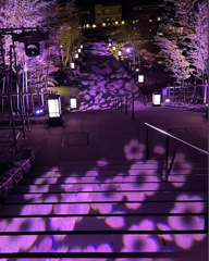 桜の階段