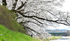 桜の抱擁