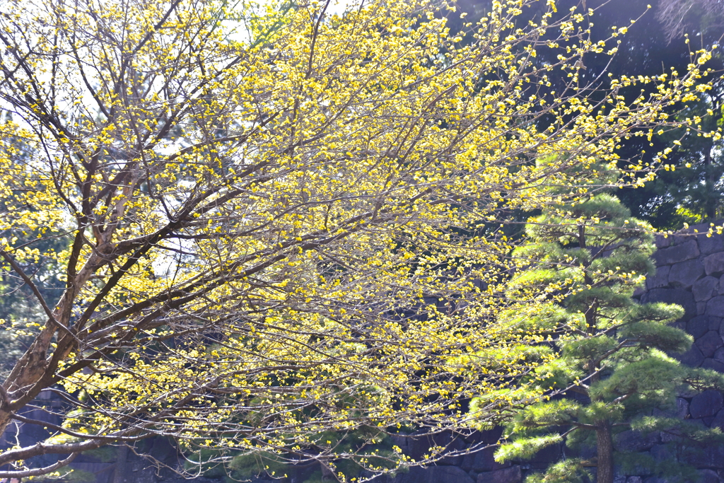 春の花④石垣を覆うサンシュユ