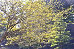 春の花④石垣を覆うサンシュユ