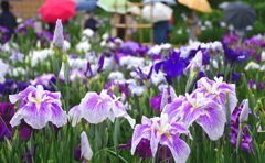 菖蒲と傘の花が咲く