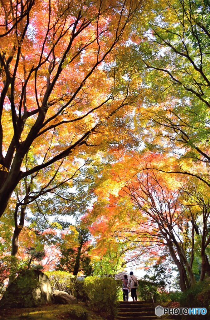 二人だけの紅葉