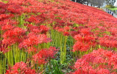 彼岸花満ちる