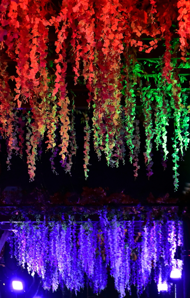 幻想の藤棚