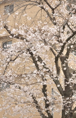 淡く控えめな桜