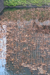 アートな枯れはちす