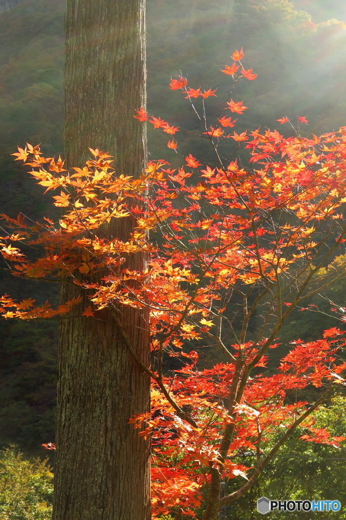 木を抱く紅葉