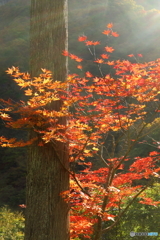 木を抱く紅葉