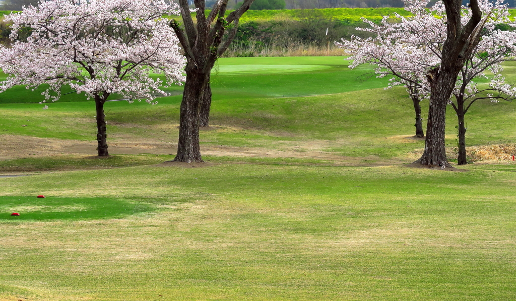 桜に抱かれたグリーン①