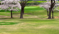 桜に抱かれたグリーン①