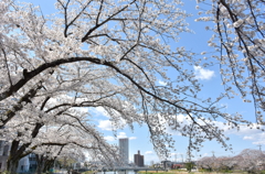 川辺の桜の夢