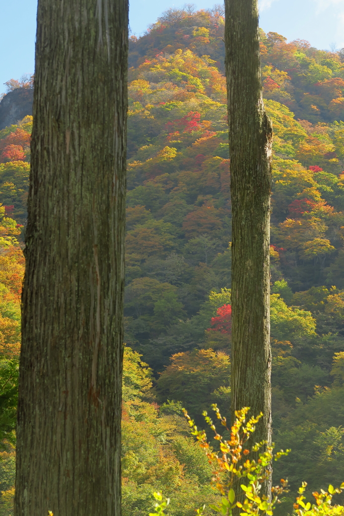 紅葉を纏う里山