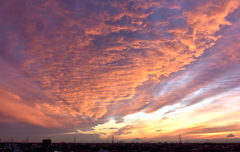  11・2勝利を祝福する南天の奇跡