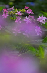 紫のしずく