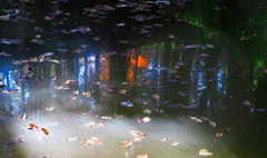 木洩れ日の幻想池