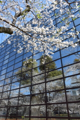 ガラスに咲く春