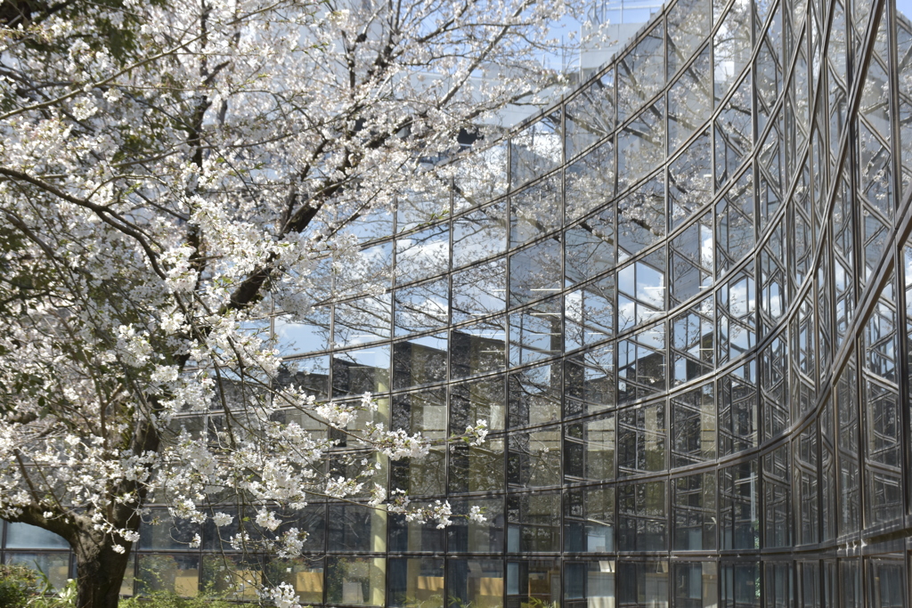 花と建築の共鳴