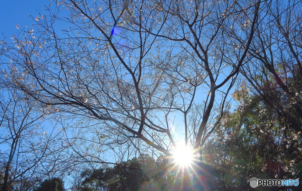 帰り花