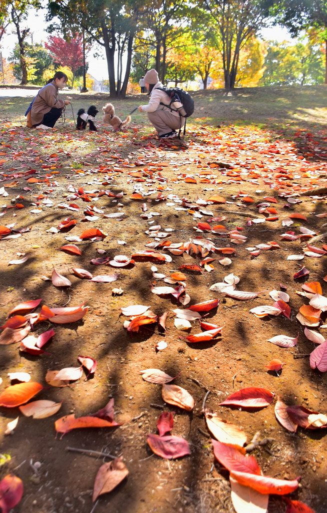 落葉の中の語らい