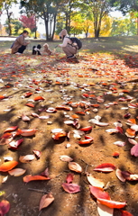 落葉の中の語らい