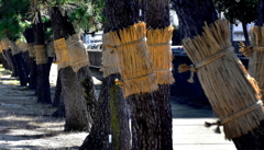 冬支度の並木道