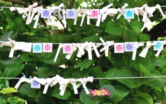 紫陽花に願いを込めて