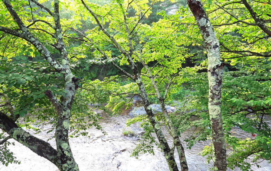 緑の終章を渓流が囁く