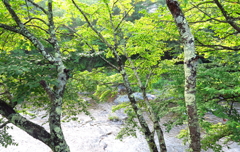 緑の終章を渓流が囁く