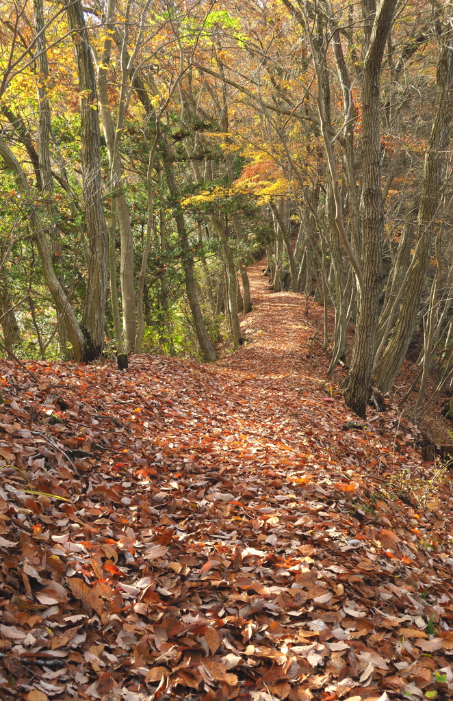 晩秋の尾根道