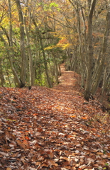 晩秋の尾根道