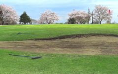 桜に抱かれたグリーン②