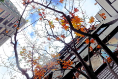 冬枯れの一番町