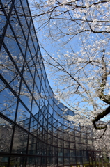 曲線の桜詩