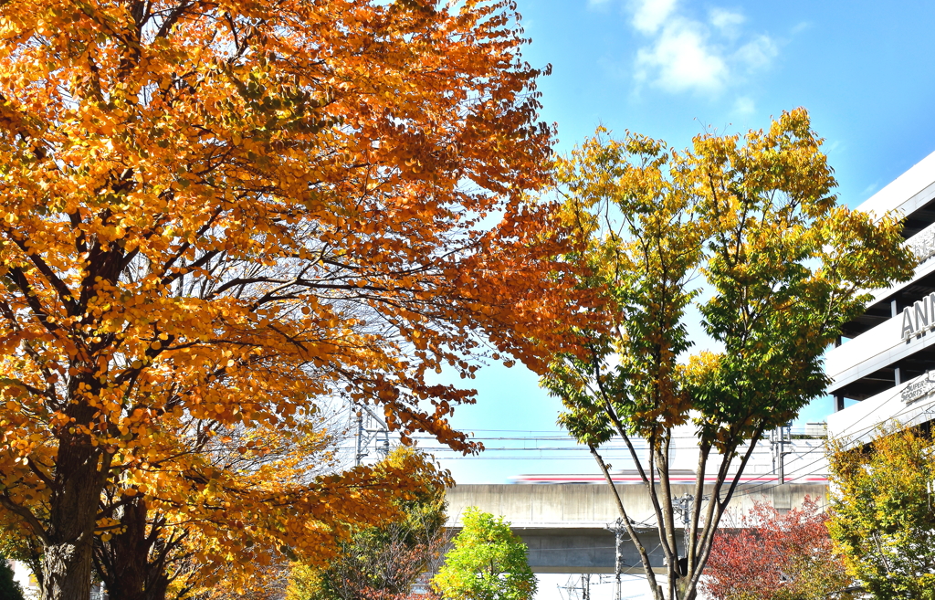 都市と自然が溶け合う