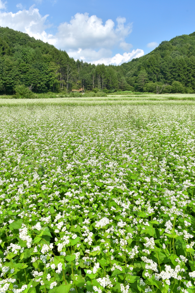 晩夏の蕎麦畑