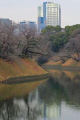 半蔵門濠冬景色