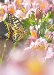 夢幻の花と蝶