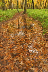 氷雨の翌日の秋