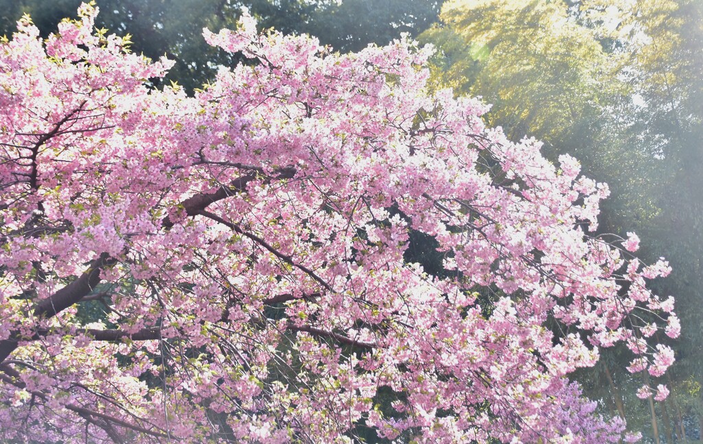 桜と竹林の春模様