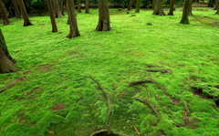 緑の境内の静寂