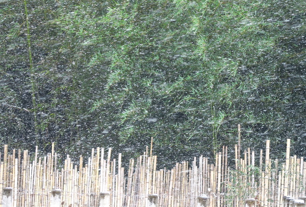 雪に飲まれる竹林